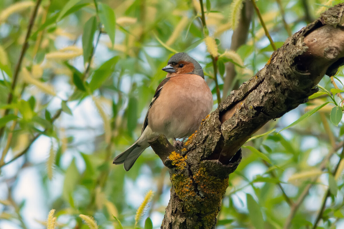 *** - Виталий Емельянов