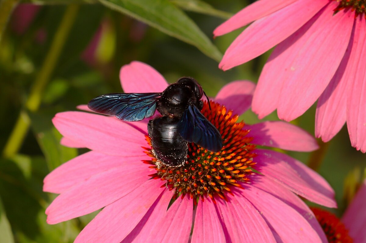 Плотник на обеде - Юрий. Шмаков