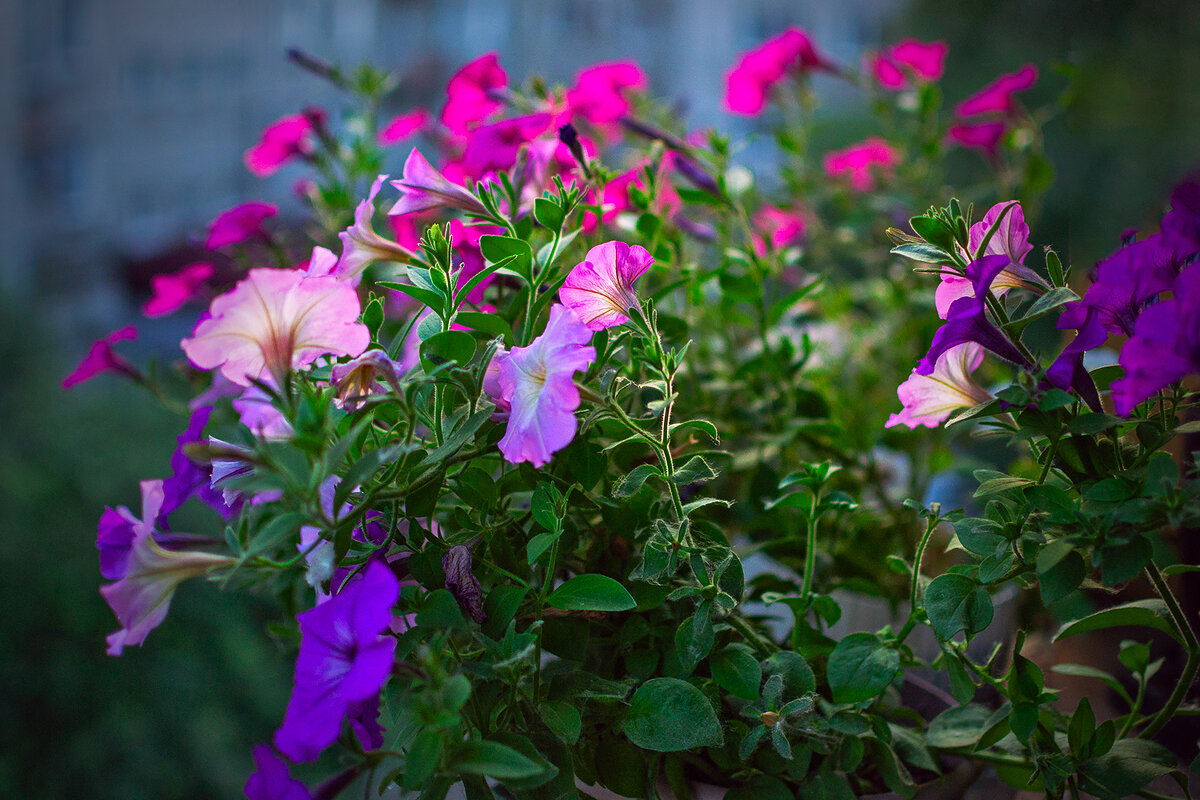 Городские цветы - Людмила Фил