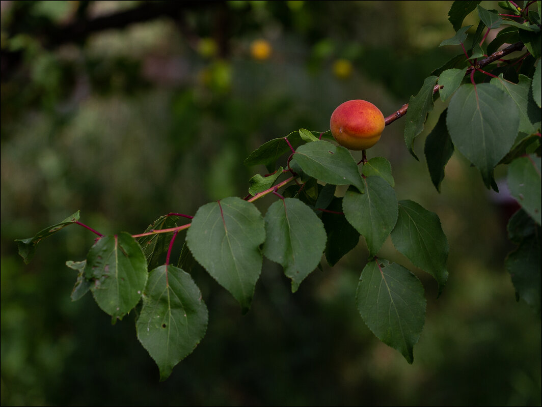 Плод жердели - Александр Тарноградский