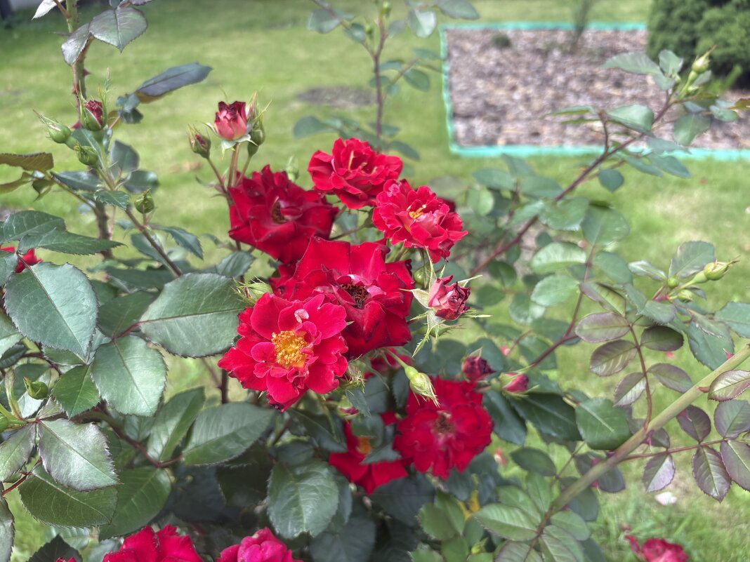 Розы - Наталия Павлова