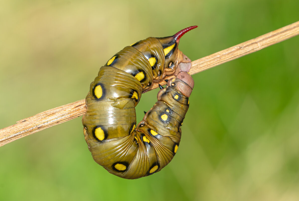 *** - Viktor Makarov