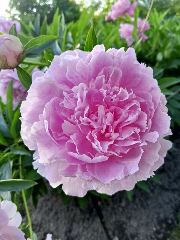 Пион - Сапсан 