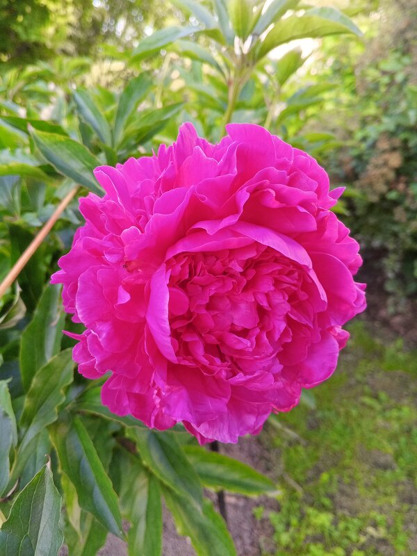 Пион - Сапсан 