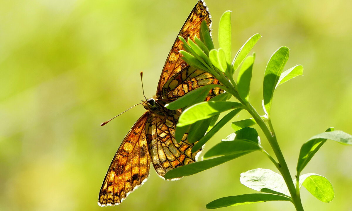 из снятого сегодня 1 - Александр Прокудин