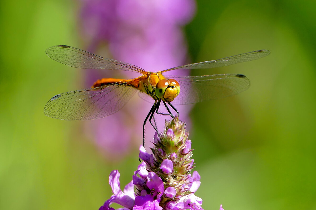 из снятого сегодня 4 - Александр Прокудин