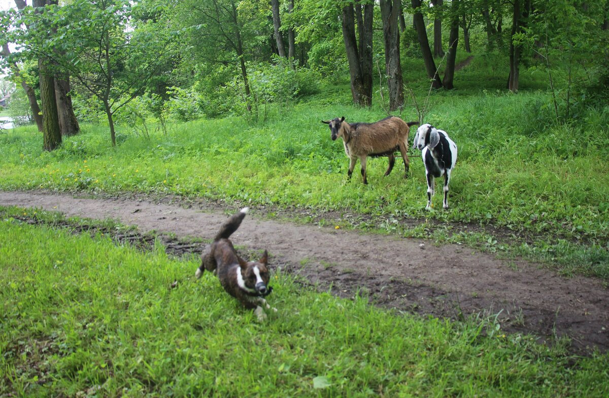 Завсегдатаи Орловского парка - Наталья Герасимова