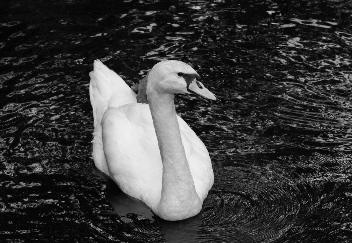 Я тут главный! - Магомед . Я тут главный! - Магомед .