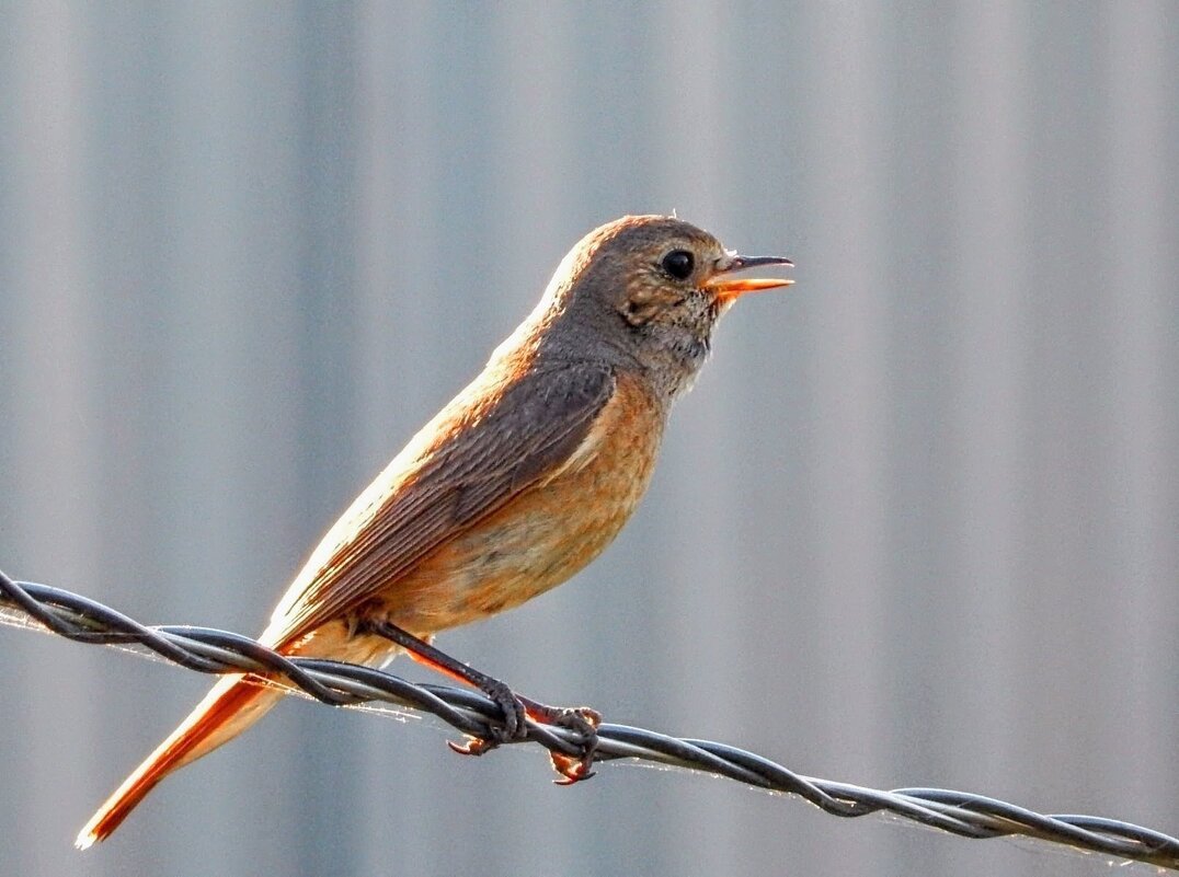 Самочка горихвостки ) ) - Елена Хайдукова  ( Elena Fly )