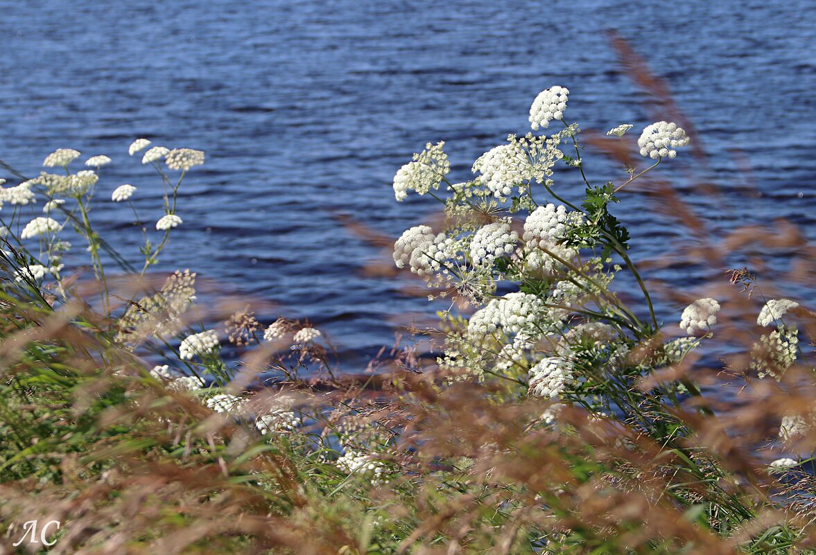 У пруда - Любовь Сахарова