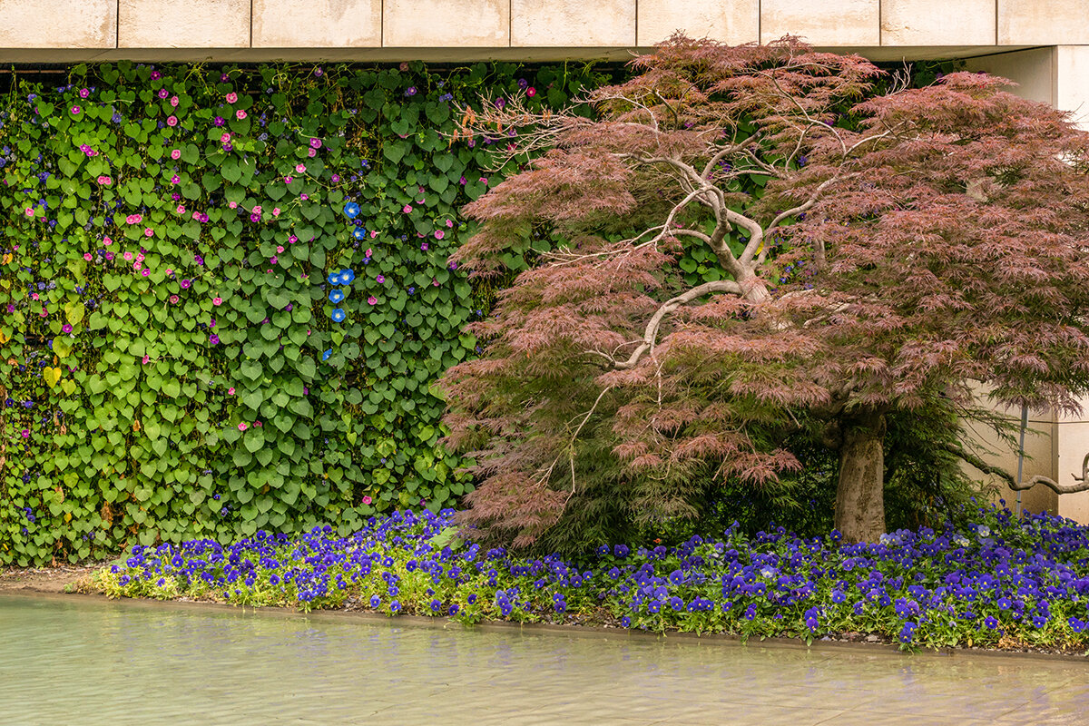 Прогулка в парке Галицкого - Игорь Сикорский