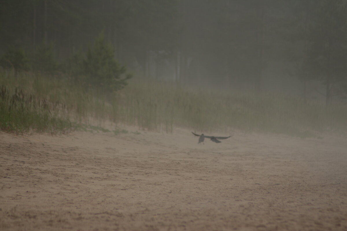 Воронв танцуют - Максим Егоров