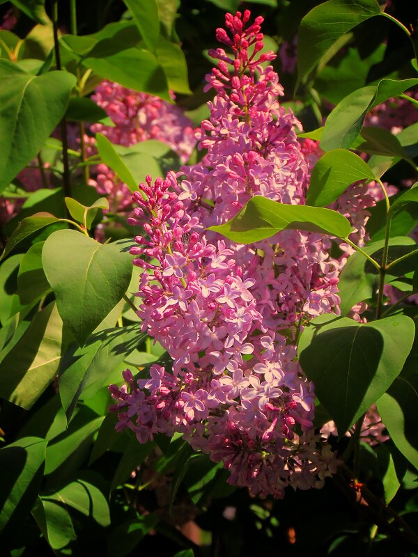 Сирень - Роман Савоцкий