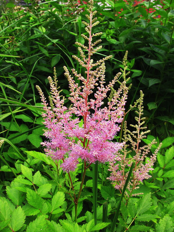 Астильба зацветает - Людмила Смородинская