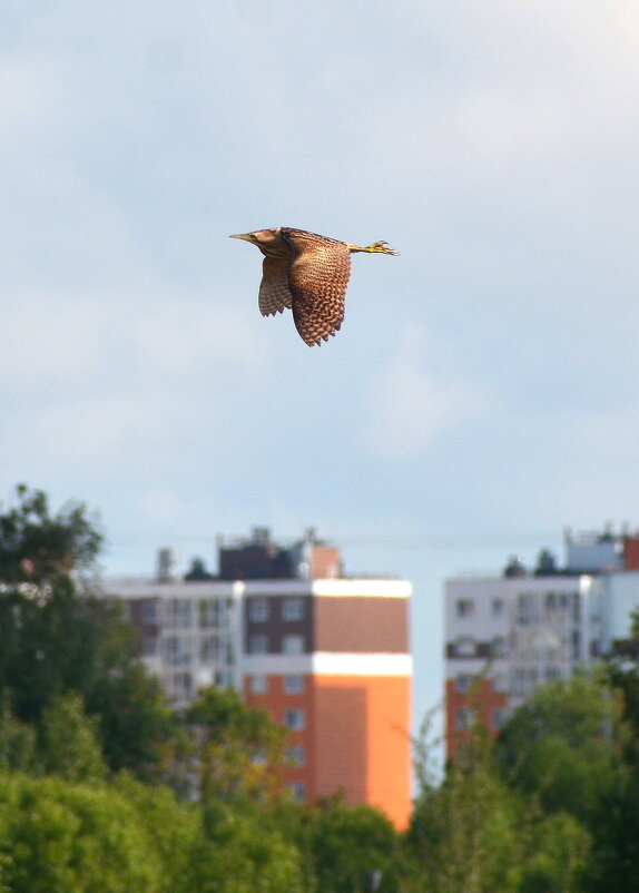 Большая выпь - Владислав Иопек