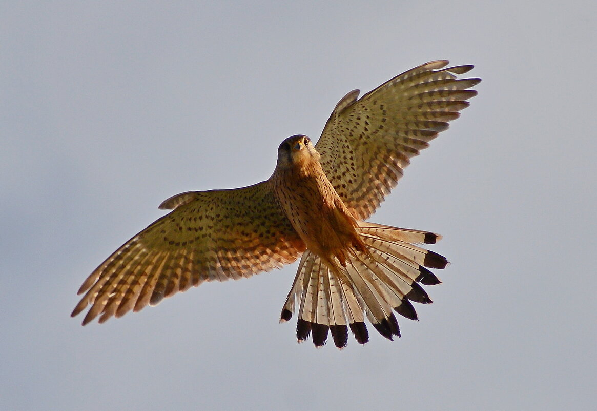Пустельга - Владислав Иопек
