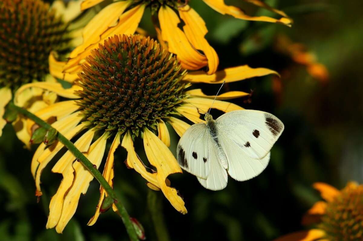 Цветы и бабочка - Юрий. Шмаков