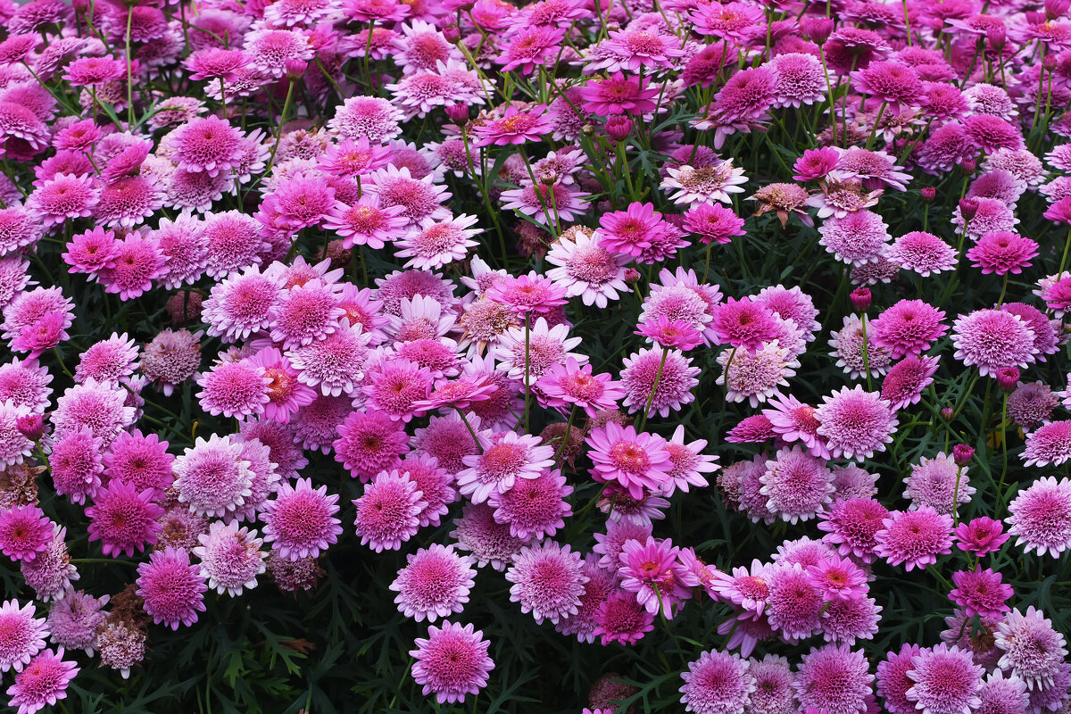 Московский зоопапрк. Хризантемы. - Наташа ***** Московский зоопапрк. Хризантемы. - Наташа *****