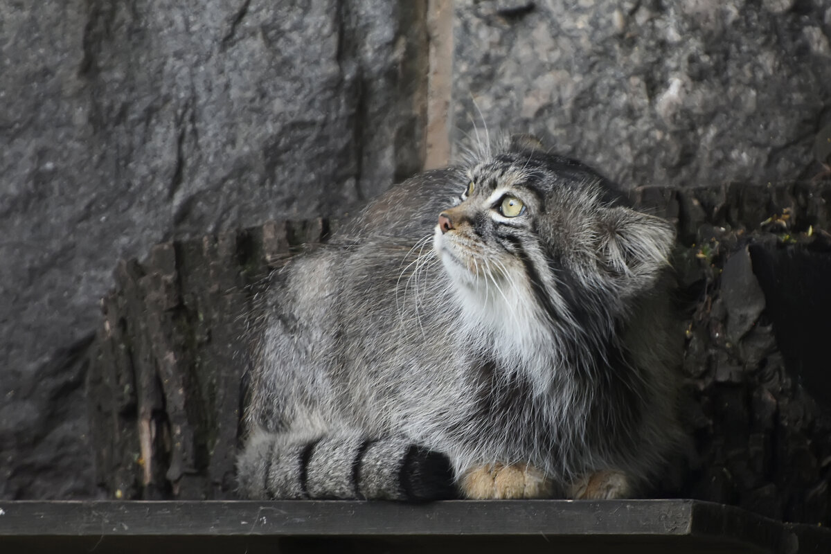 Московский зоопапрк. Манул. - Наташа ***** Московский зоопапрк. Манул. - Наташа *****