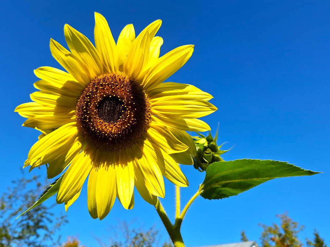 Подсолгух - Наталья 