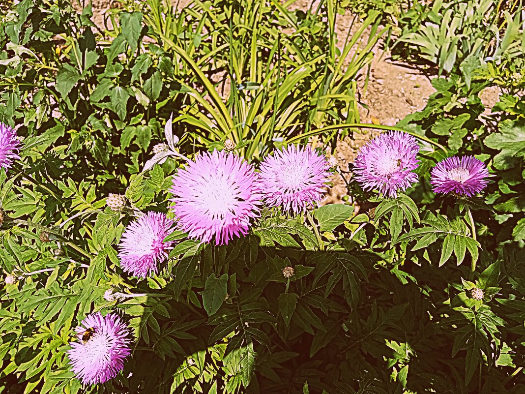 Цветы. - Владимир Драгунский Цветы. - Владимир Драгунский