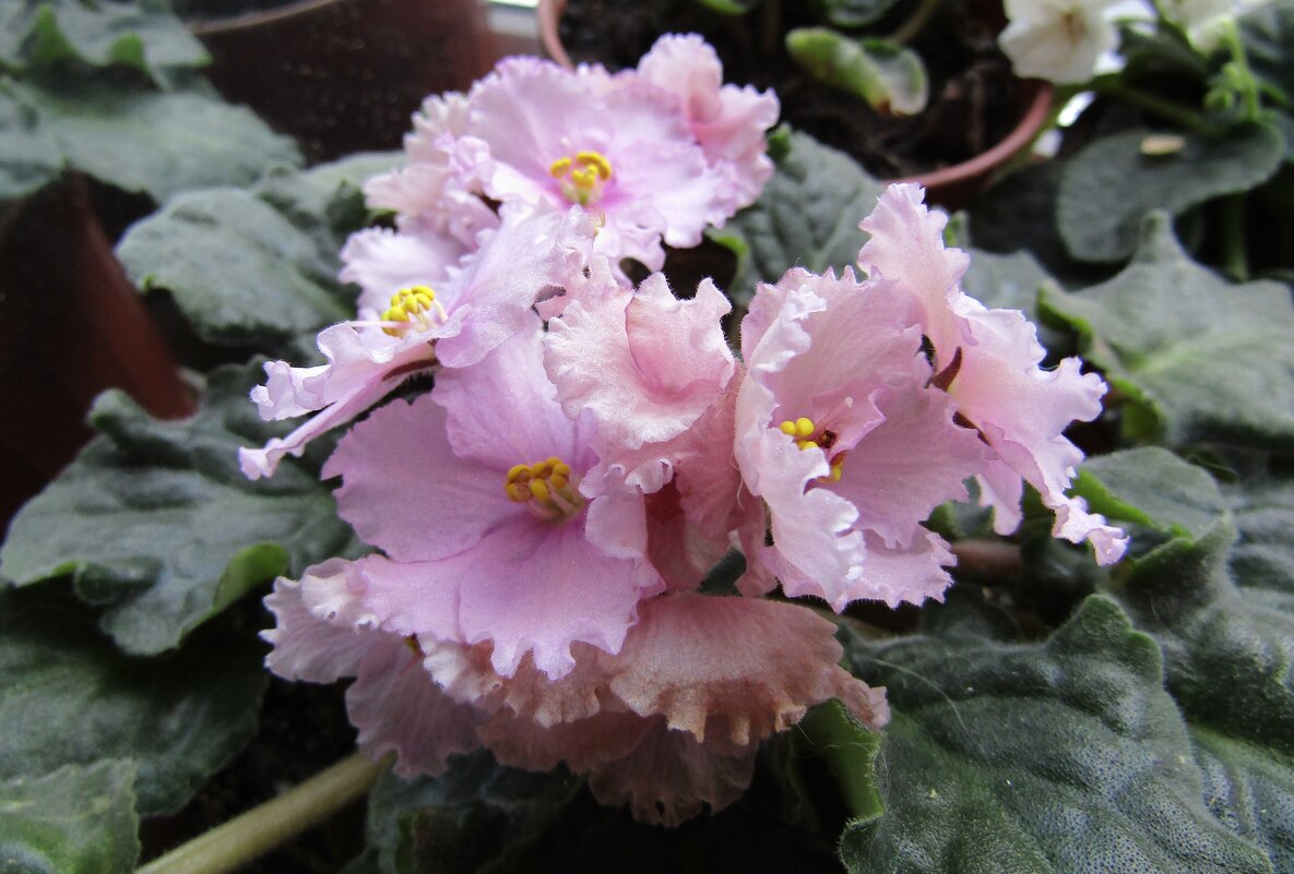 Сенполия - Galaelina ***