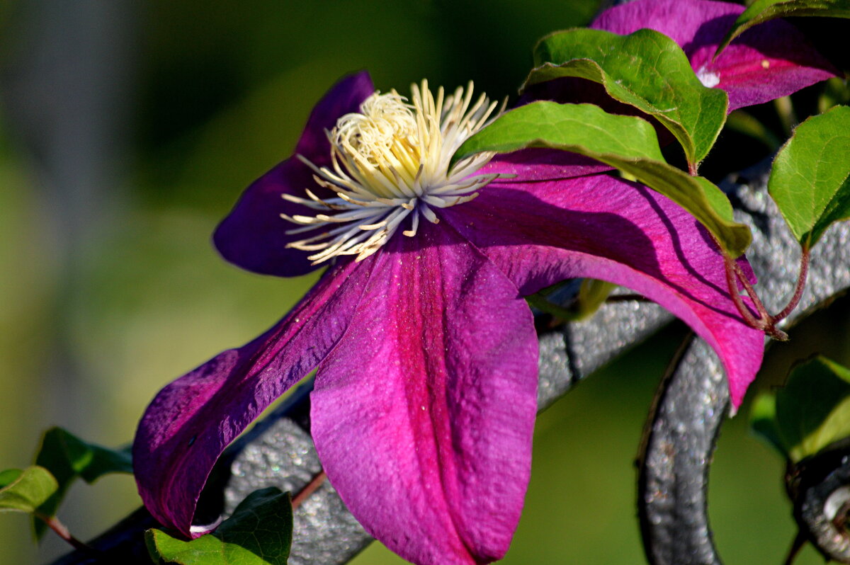 Новосёл моего сада - Татьяна Лютаева
