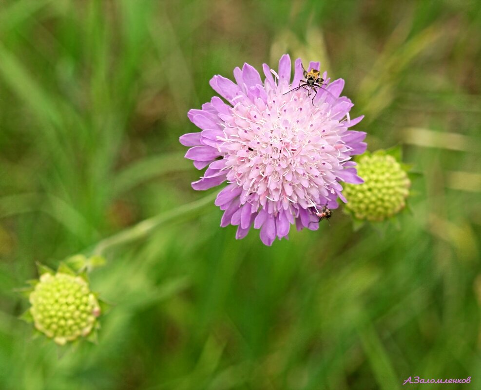 На летнем луге... - Андрей Заломленков