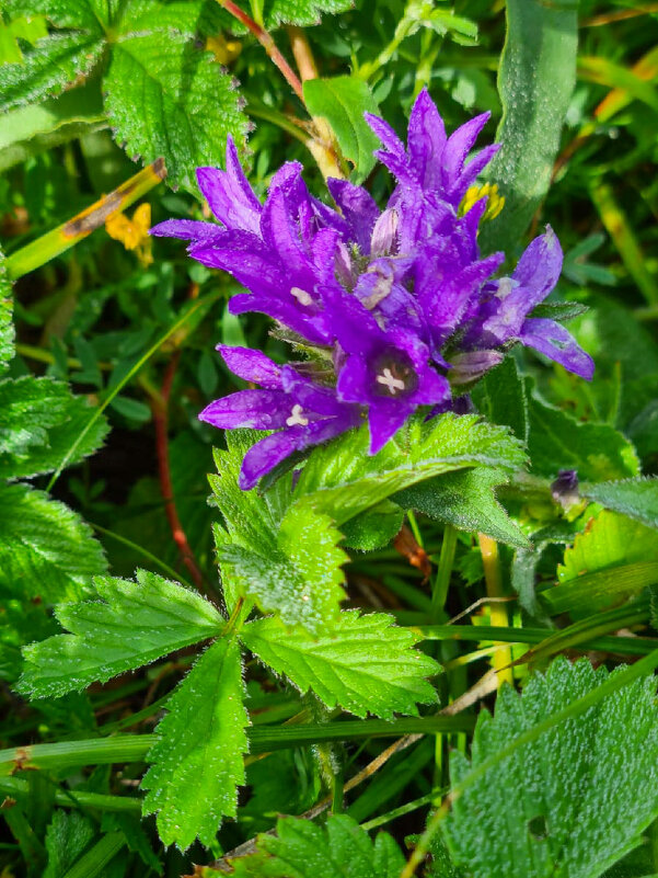 Колокольчик - Виктор Фоменко