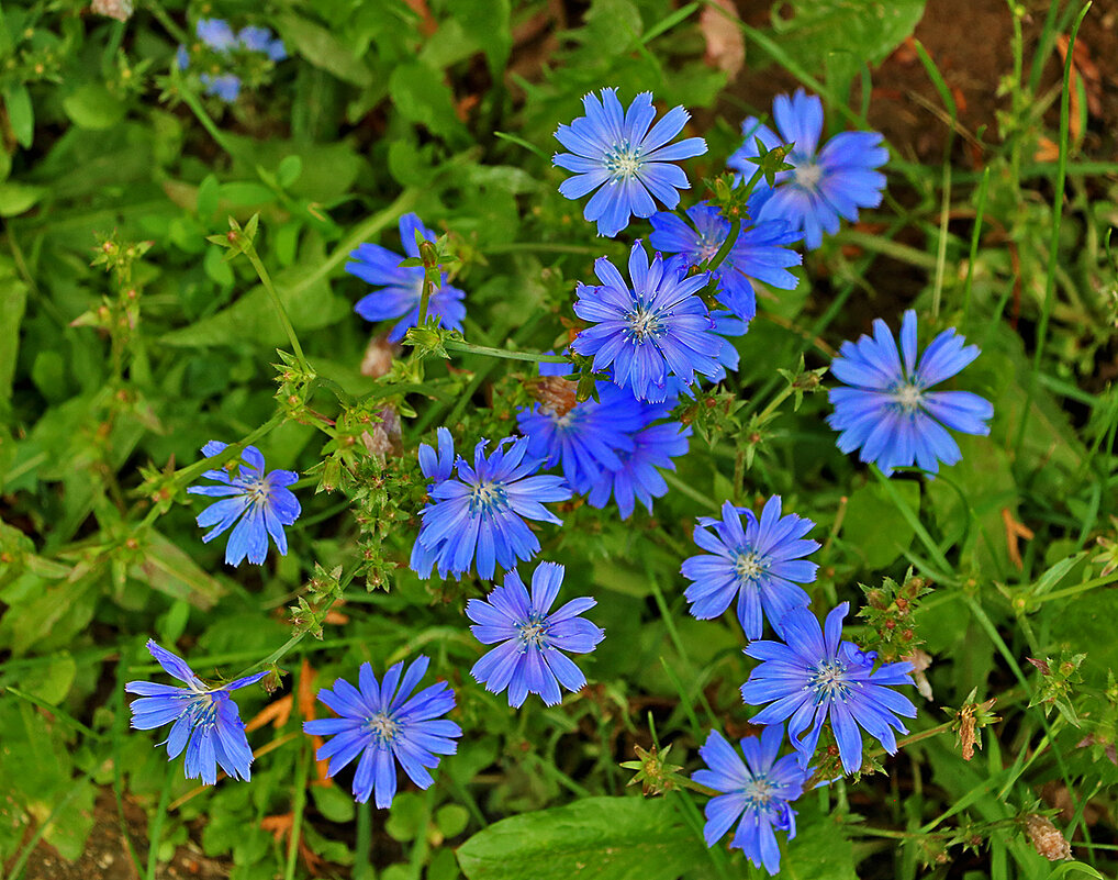 Небесная синь на земле - Светлана 