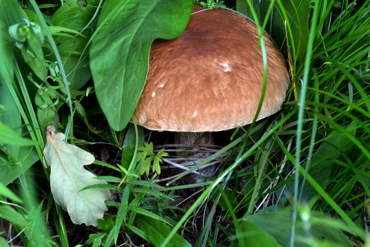 вот и грибочки - Ольга вот и грибочки - Ольга