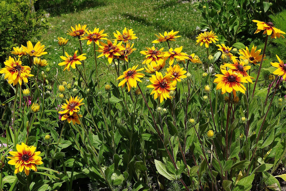 Рудбекия - Рита Симонова