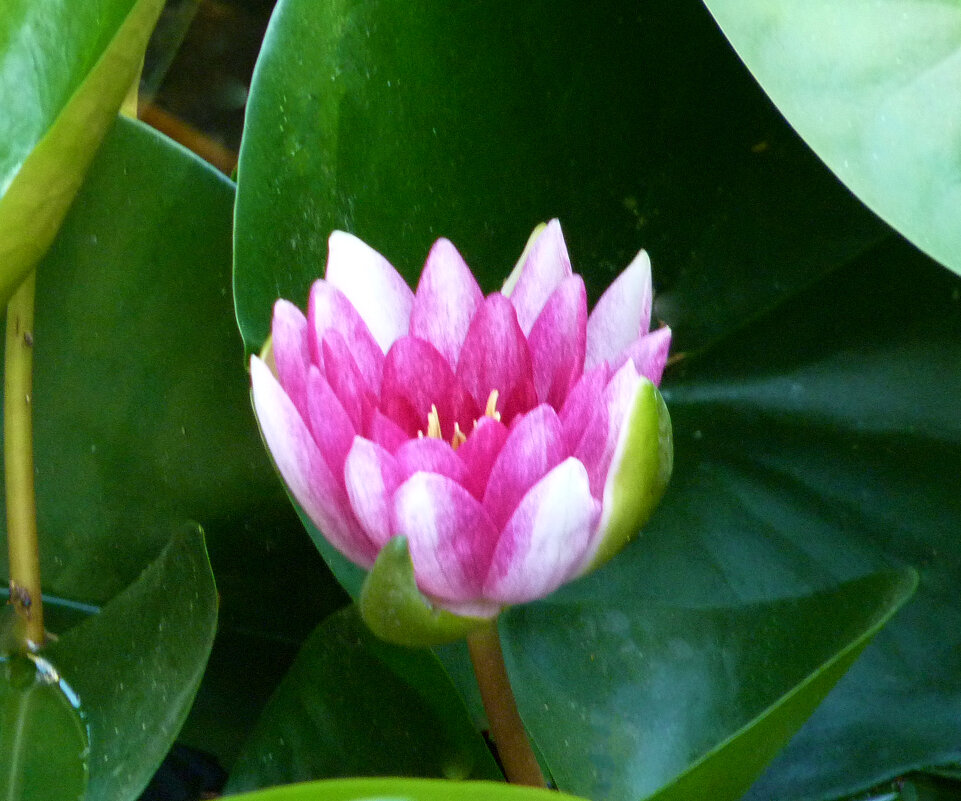 Розовая лилия - Валентин Семчишин