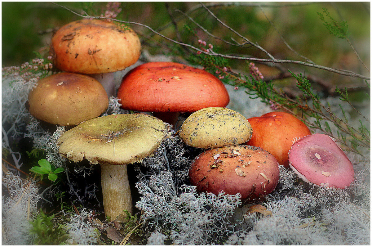 ...с сыроежками... - Aleksandr Gal