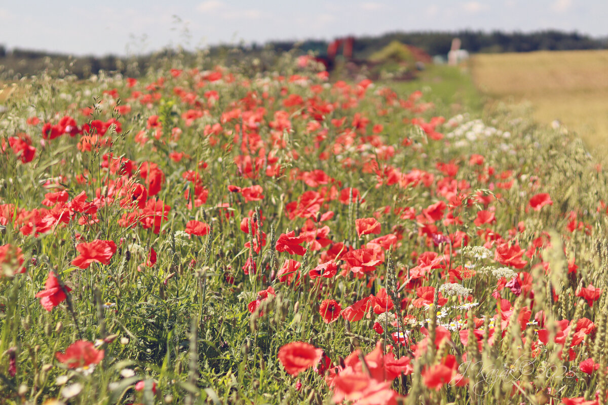 *** - Елена Kазак (selena1965)
