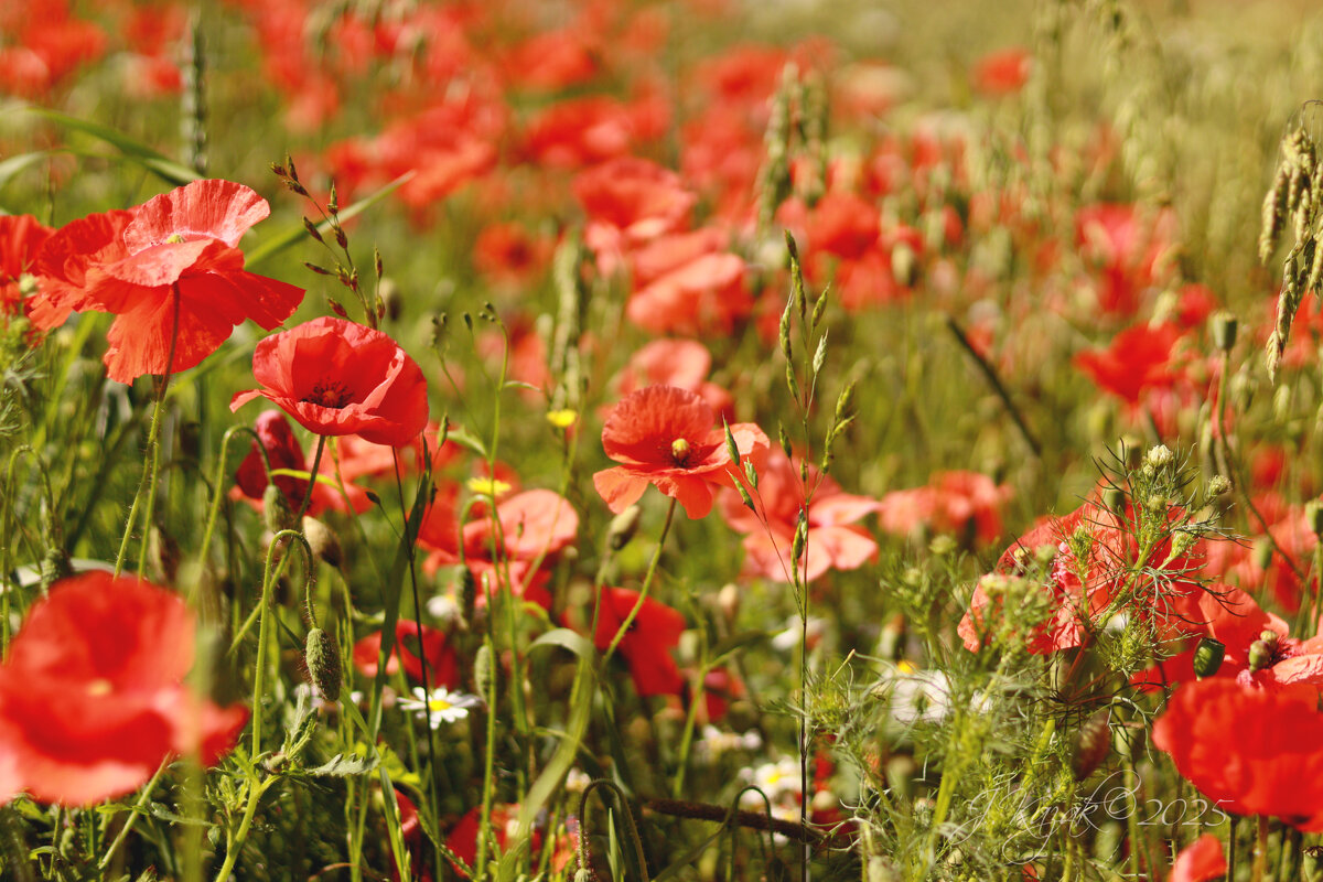 *** - Елена Kазак (selena1965)