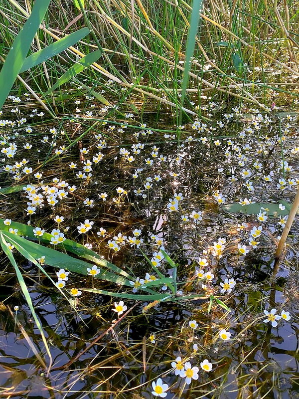 Шелковник или водяной лютик. - Ольга Довженко