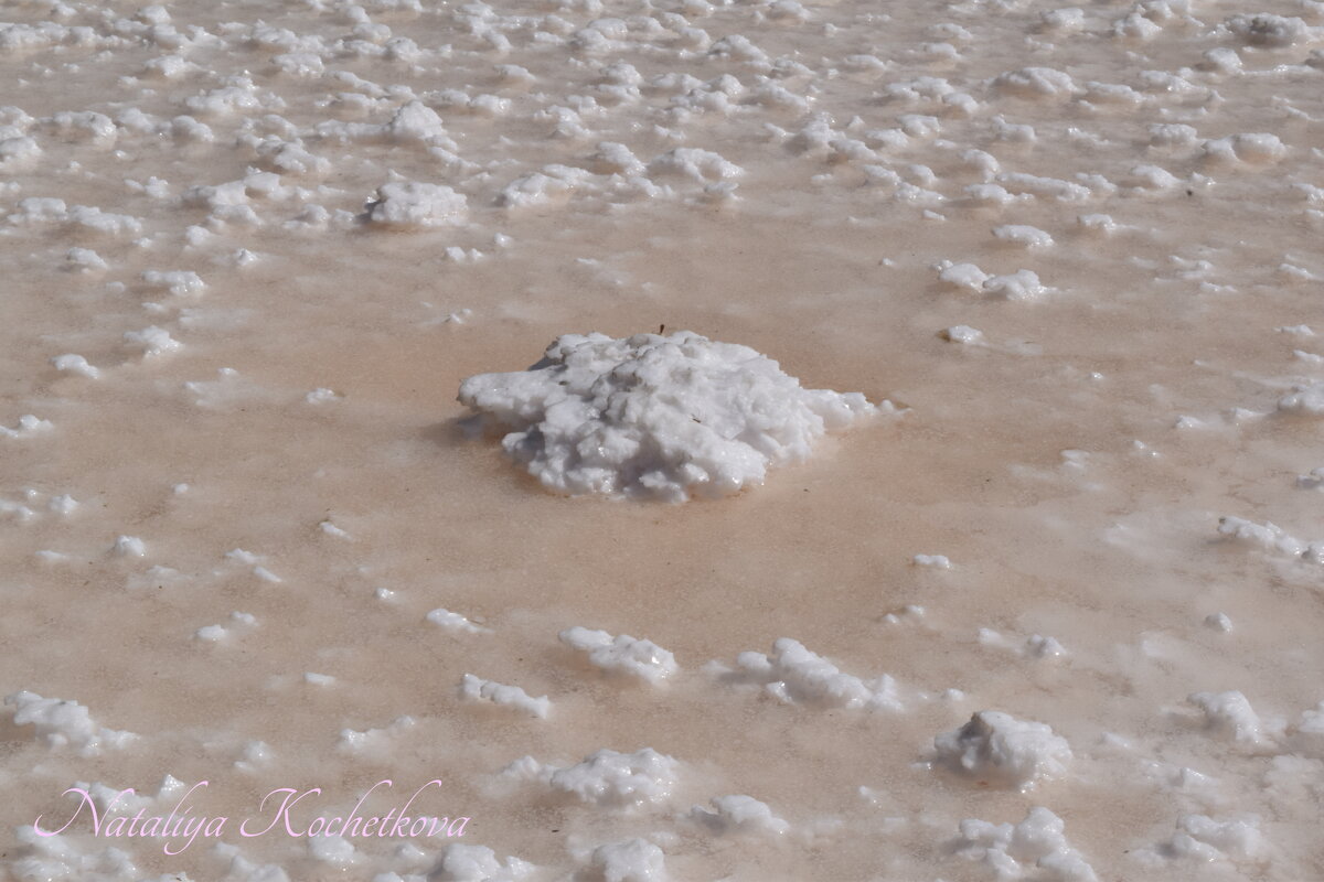 Природа Крыма - Amazing Cosmea