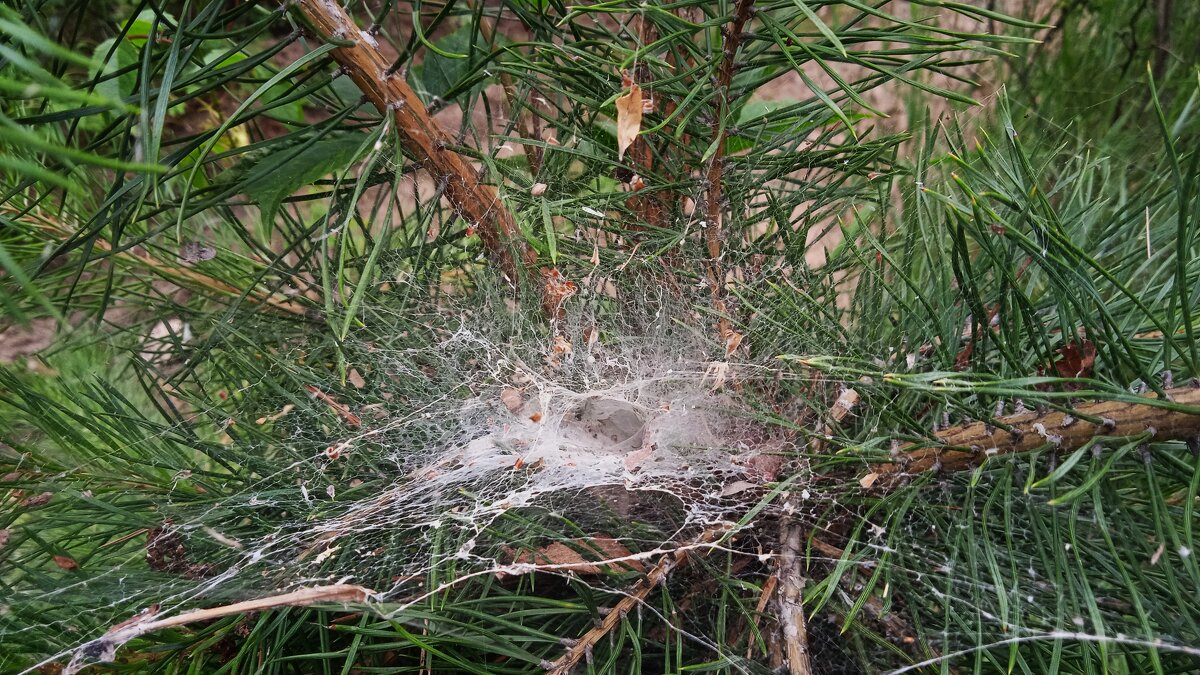 лесное - Елена Шаламова