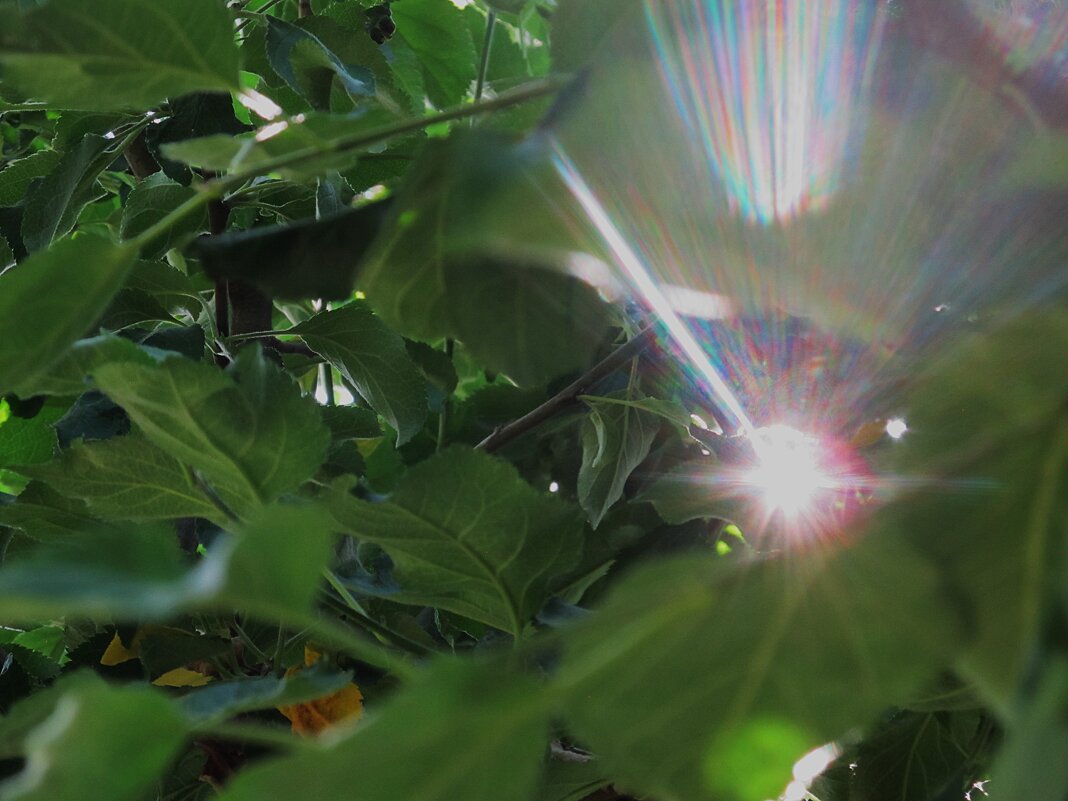 Лето ! - Елена Шаламова