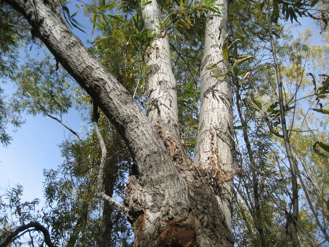 Тальник - Anna Ivanova Тальник - Anna Ivanova