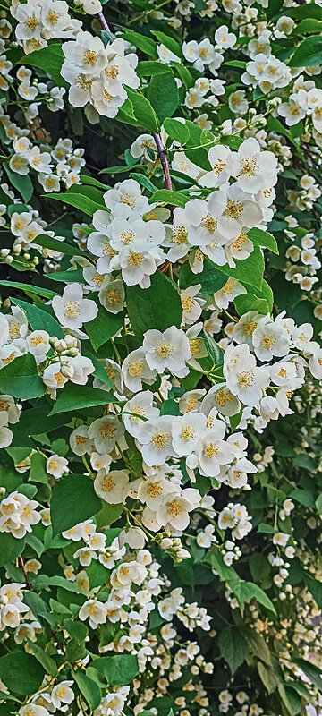 Цветущий жасмин. - Лилия *