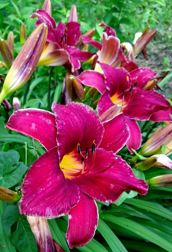 Лилии с клумбы . - Мила Бовкун