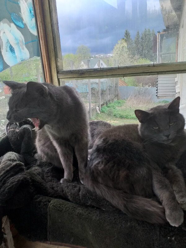 дождь надвигается, коты хотят вздремнуть... - Галина Флора