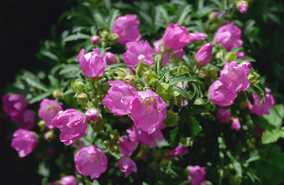 мальва - РозаВетроф 