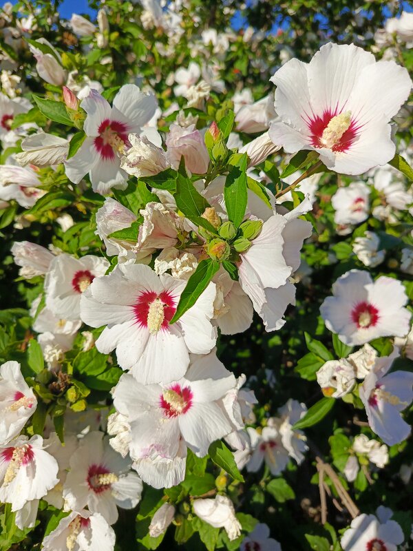 Цветение - Татьяна Пальчикова