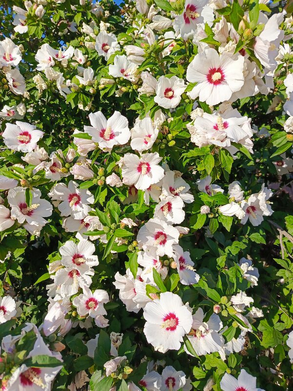 Цветущий куст - Татьяна Пальчикова Цветущий куст - Татьяна Пальчикова