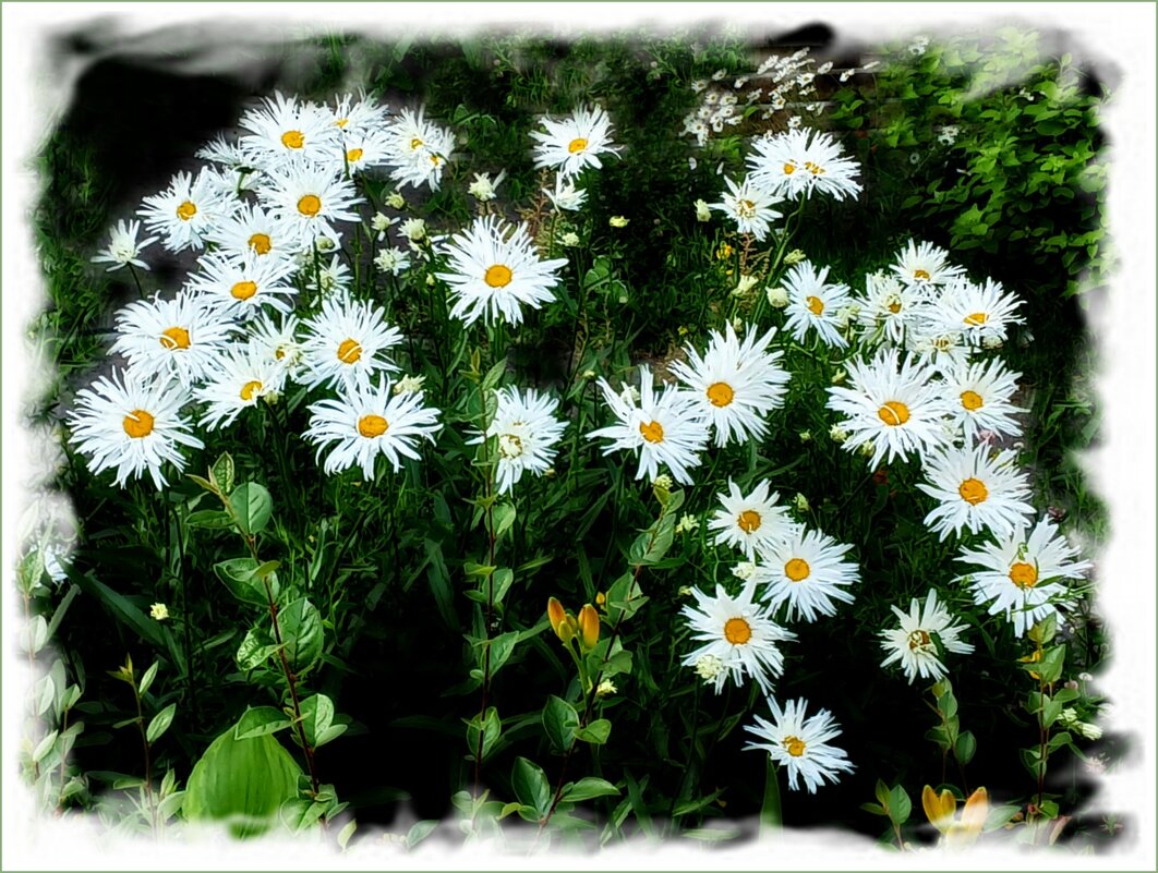 Ромашковое настроение. - Лия ☼