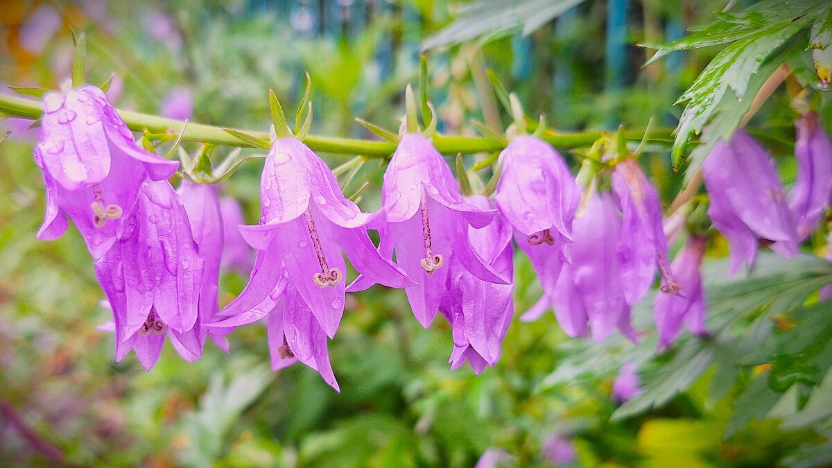 Колокольчики - Наталья 