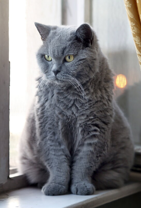 15 июля. Сёма вкушает утреннюю прохладу - Михаил Бибичков